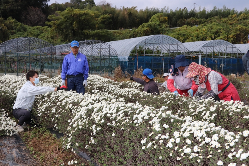不知火菊を収穫している写真