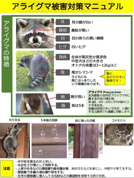 アライグマの特徴画像.jpg