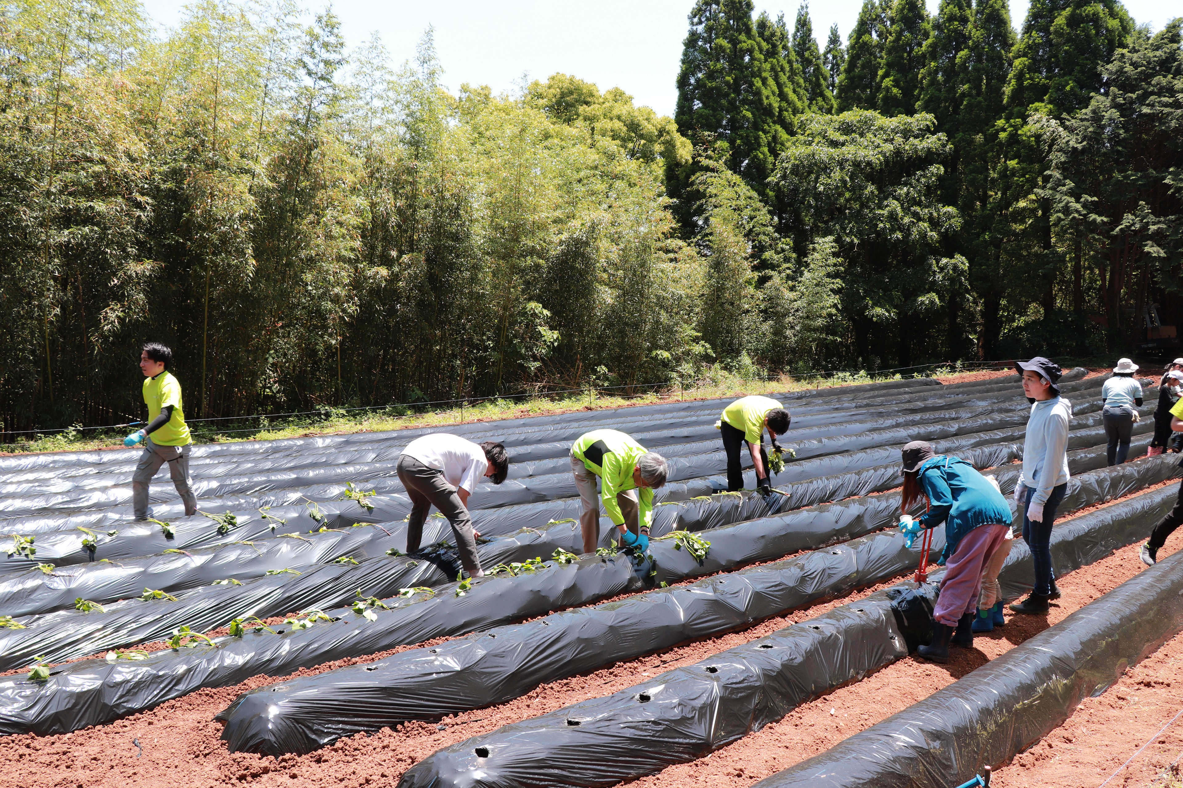 手作業でサツマイモの苗やトウモロコシの種を植える参加者の写真