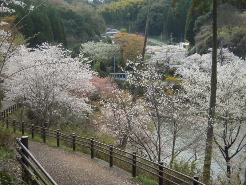 誉ヶ丘公園　桜と遊歩道の写真