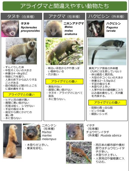 アライグマと間違えやすい動物画像.jpg