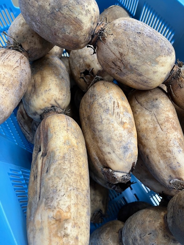 レンコンの写真