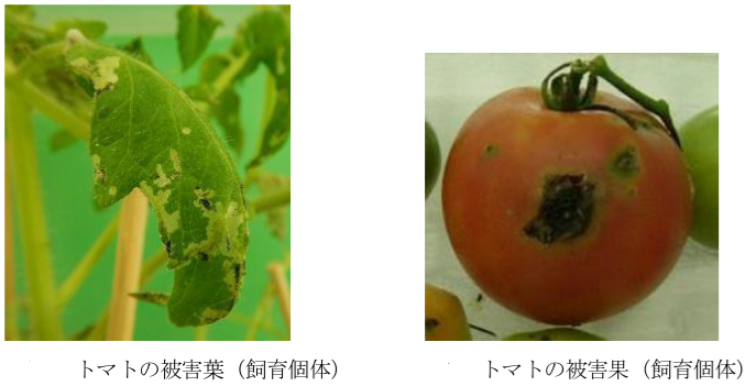 トマトキバガの被害が出た葉と実の写真