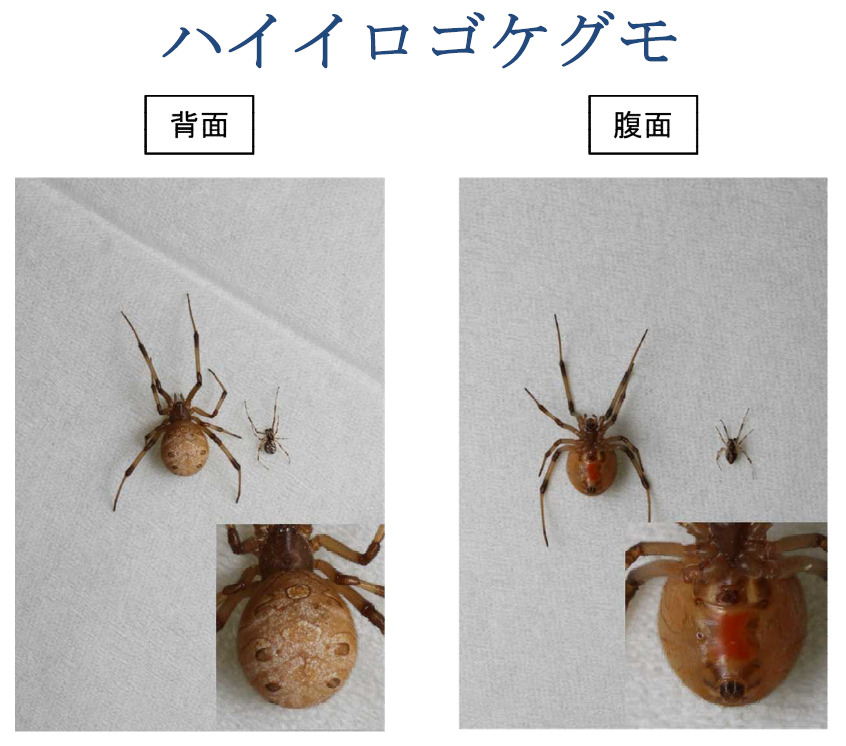 ハイイロゴケグモの実物の写真