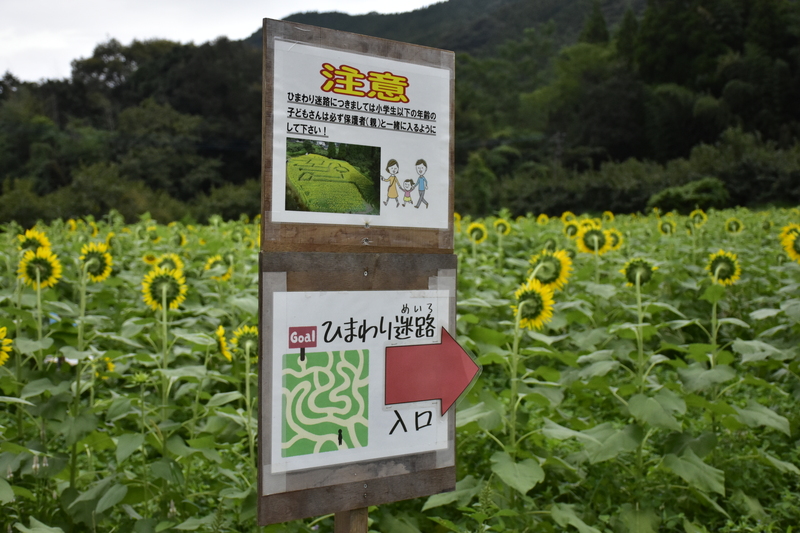 ひまわり迷路の写真