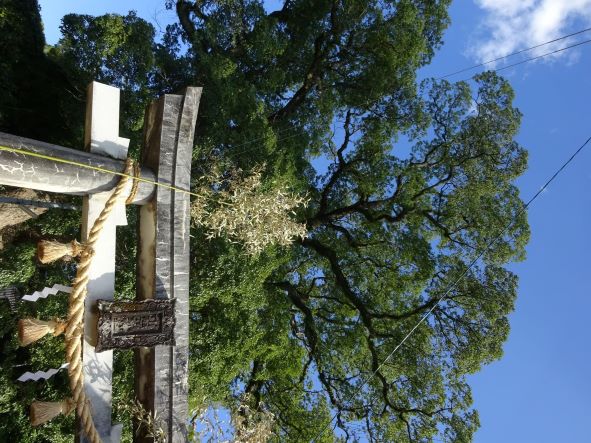 小川阿蘇神社の樟の写真