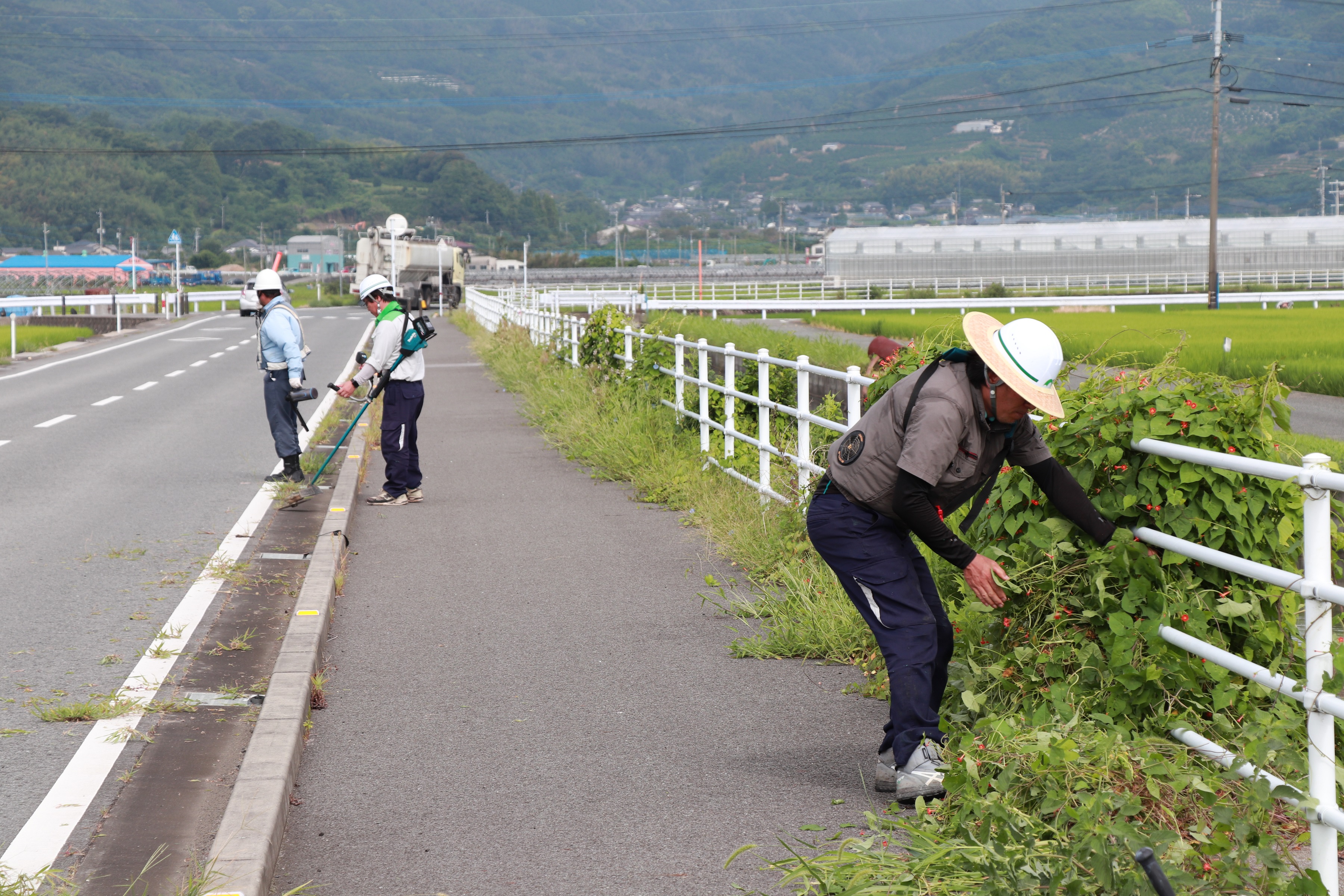 ガードパイプに巻き付いた草を手で取っている様子の写真