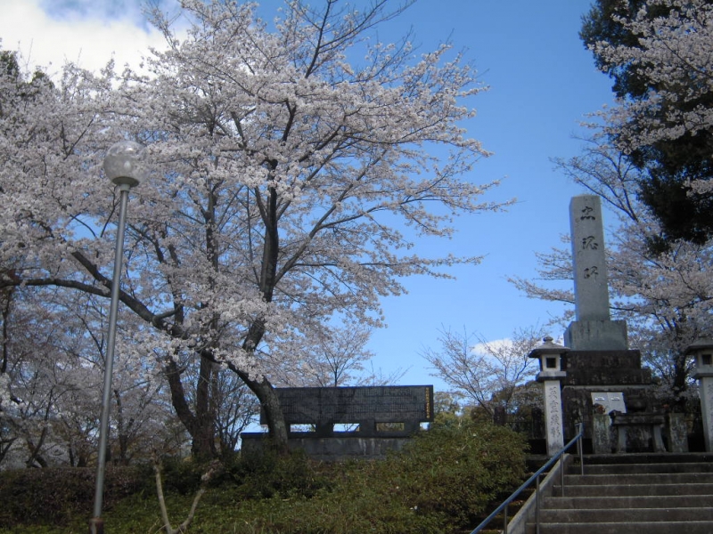 誉ヶ丘公園　桜と階段の写真