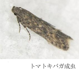 トマトキバガの写真