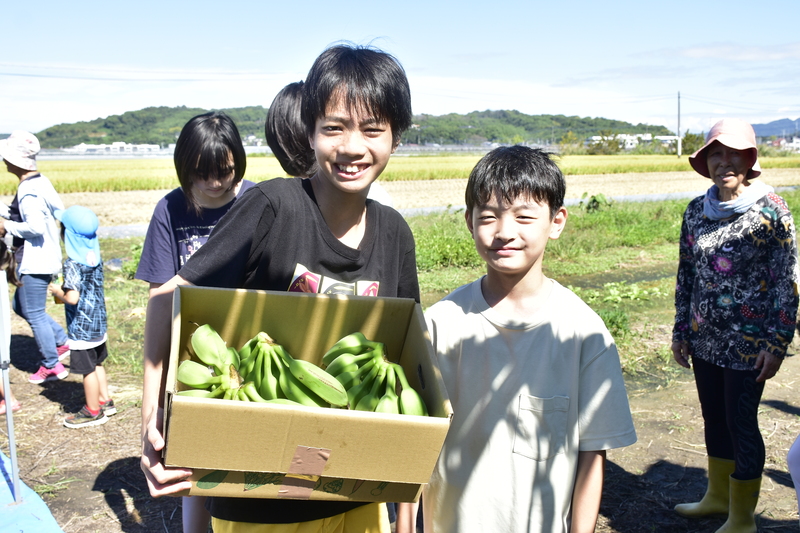 収穫したバナナを箱に入れて運んでいる様子