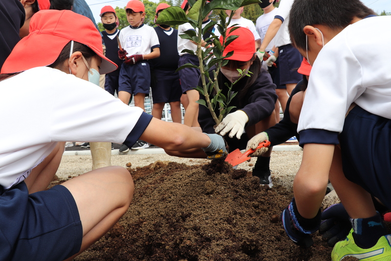 デコポンの苗木に土を被せる児童達の写真
