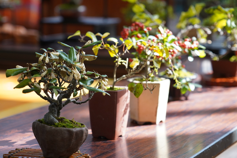 展示品の鉢植え