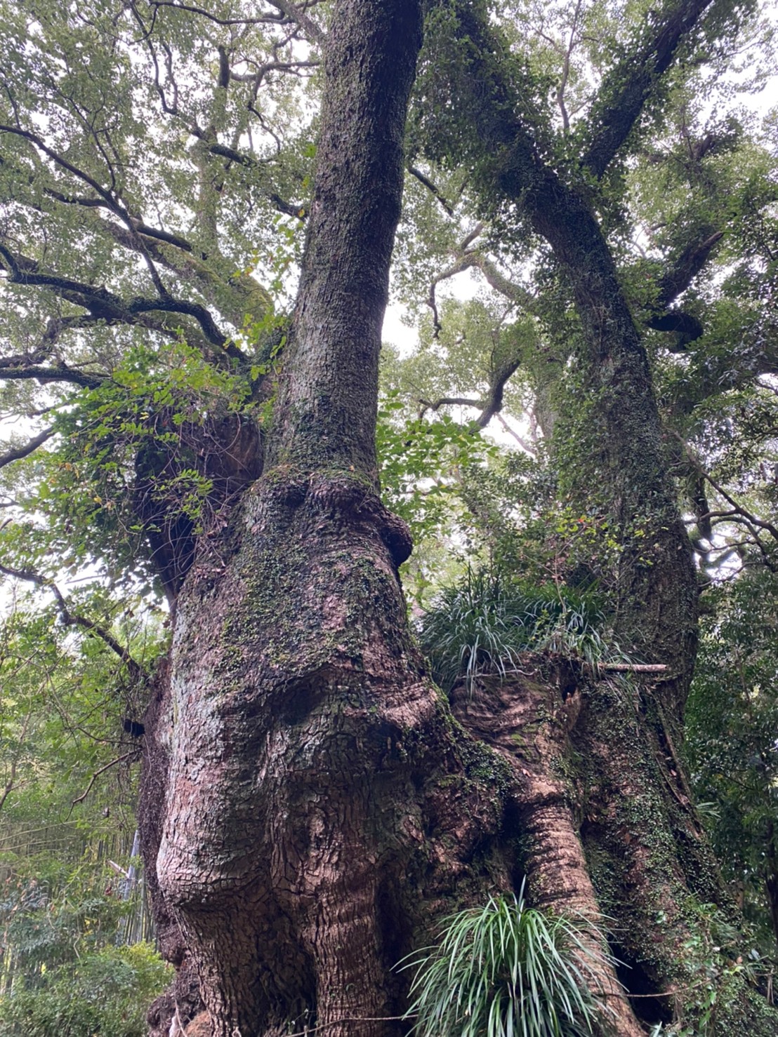 天神樟の写真