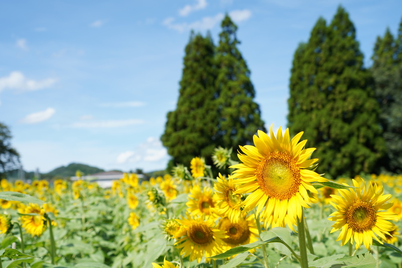 ヒマワリがたくさん咲いている様子