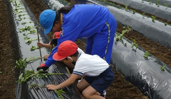 小学生と芋苗植えの様子の写真